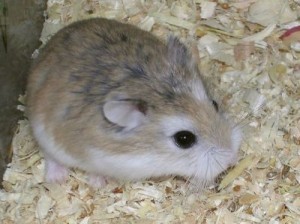 fotka-skrecka-roborowskeho-1